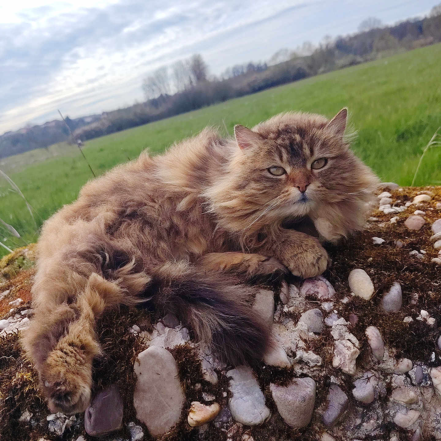 Minette