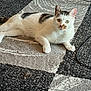 Milo is registered to the contest to win money with this photo: cat, heterochromia, indoor, rug, white_cat, black_spots, relaxed, curious, pet, animal, feline, laying_down, floor, cozy, carpet, cable, home_interior, domestic_animal, whiskers, ears