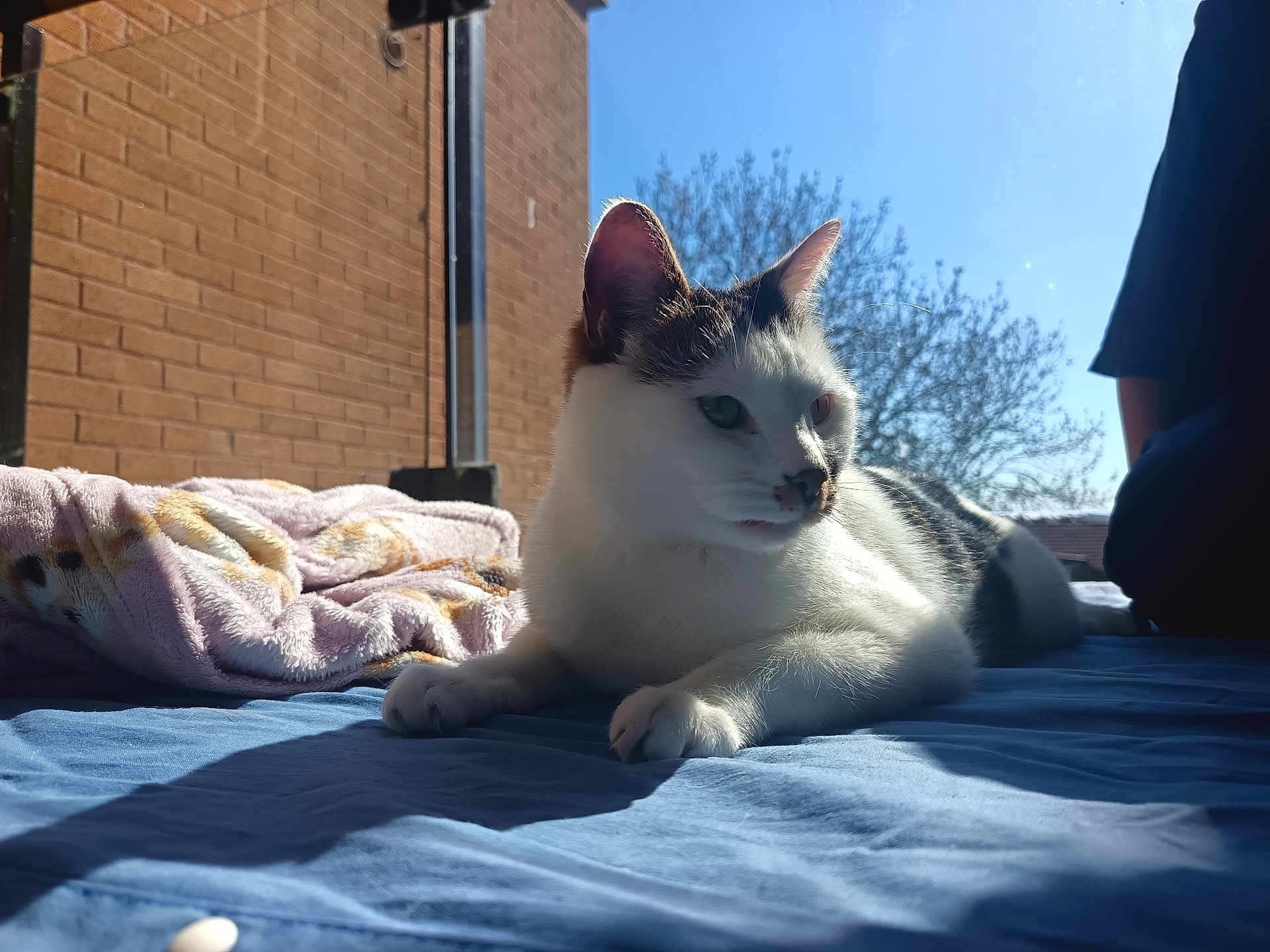 Milo joined the competition — help win amazing prizes! cat, animal, pet, indoor, sunlight, blanket, blue_bed, relaxed, white_and_black, fur, whiskers, ears, nose, paws, daylight, window, tree, sky, shadow, resting