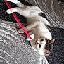 Milo is registered to the contest to win money with this photo: cat, playing, carpet, white, black, pet, paw, string, indoor, feline, animal, cute, fur, whiskers, ears, eyes, relaxed, home, toy, lying