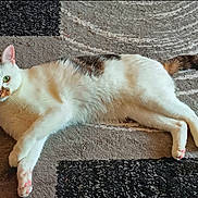 Milo is registered to the contest to win money with this photo: cat, lying_down, carpet, white_fur, brown_spots, green_eyes, pet, domestic_animal, relaxed, indoor, whiskers, tail, pink_paws, animal, cute, fur_texture, looking_at_camera, resting, four_legs, mammal