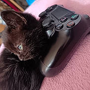 Jynx joined the competition — help win amazing prizes! kitten, black_cat, video_game_controller, pink_blanket, pet, cute, feline, fur, animal, indoor, close_up, soft_texture, resting, small, domestic_animal, playful, young_animal, curious, cozy, sleepy