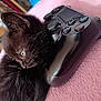 kitten, black_cat, video_game_controller, pink_blanket, pet, cute, feline, fur, animal, indoor, close_up, soft_texture, resting, small, domestic_animal, playful, young_animal, curious, cozy, sleepy
