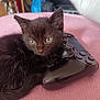 Jynx joined the competition — help win amazing prizes! kitten, black_cat, game_controller, pink_surface, pet, cute, animal, feline, indoor, resting, close_up, soft_texture, small, young_cat, domestic_cat, playful, cozy, fur, whiskers, relaxed