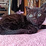 Jynx is registered to the contest to win money with this photo: kitten, cat, black_fur, green_eyes, pet, animal, cute, indoor, blanket, soft_texture, fur, whiskers, relaxed, lying_down, bedroom, furniture, clothing, cozy, curious, young