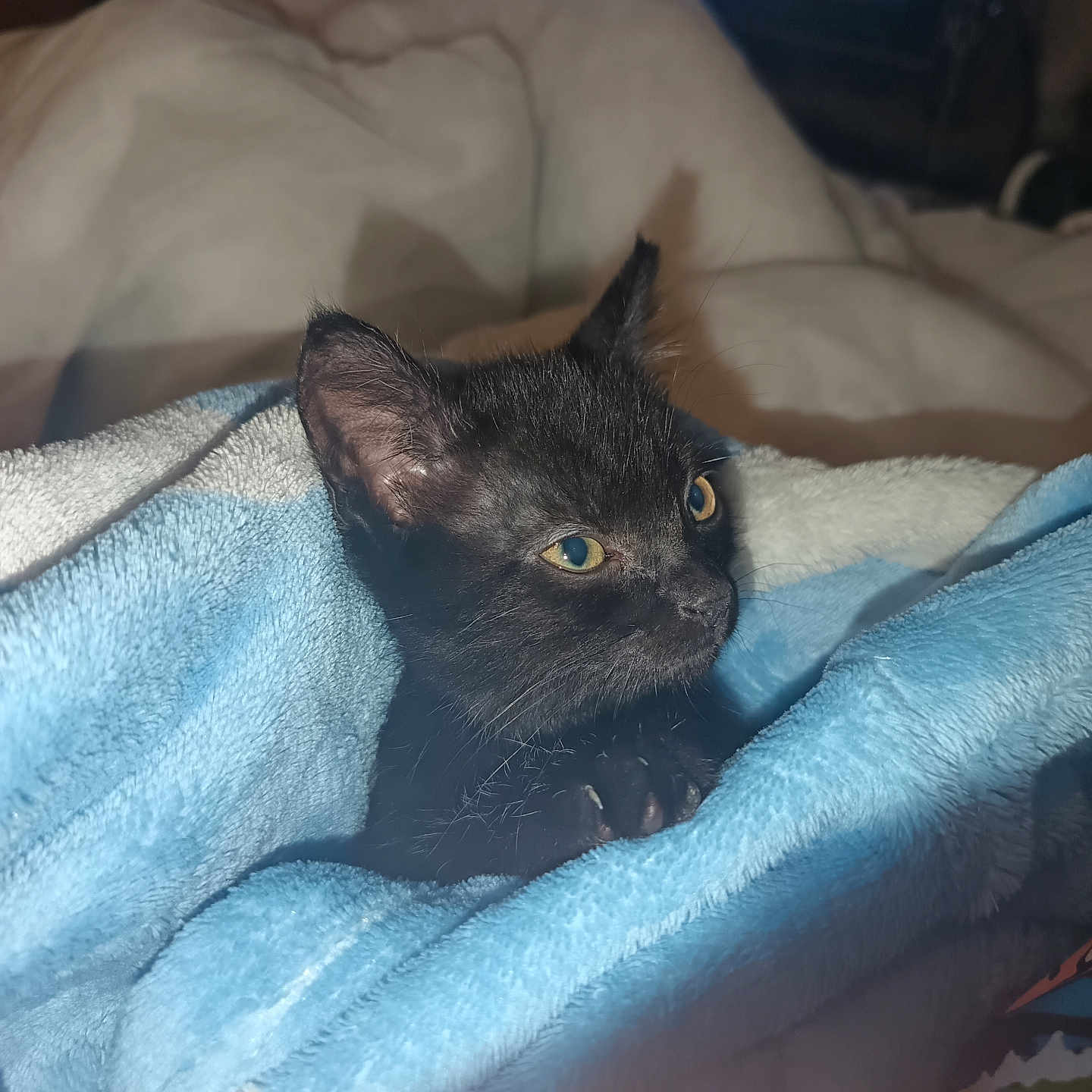 Jynx is registered to the contest to win money with this photo: animal, black_kitten, blanket, blue_towel, cat, close_up, comfort, cozy, cute, domestic_cat, eyes, fur, indoor, pet, resting, small, towel, whiskers, white_towel, young_cat