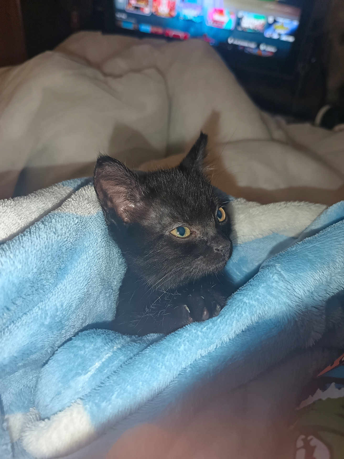 Jynx is registered to the contest to win money with this photo: black_kitten, cat, towel, blue_towel, white_towel, pet, indoor, cozy, cute, animal, fur, small, domestic_cat, resting, blanket, comfort, close_up, young_cat, eyes, whiskers