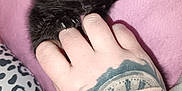 Jynx is registered to the contest to win money with this photo: kitten, black_cat, blue_eyes, hand, tattoo, playful, bite, pink_background, leopard_print, claws, paw, close_up, pet, animal, cute, feline, indoor, soft_texture, human_hand, interaction