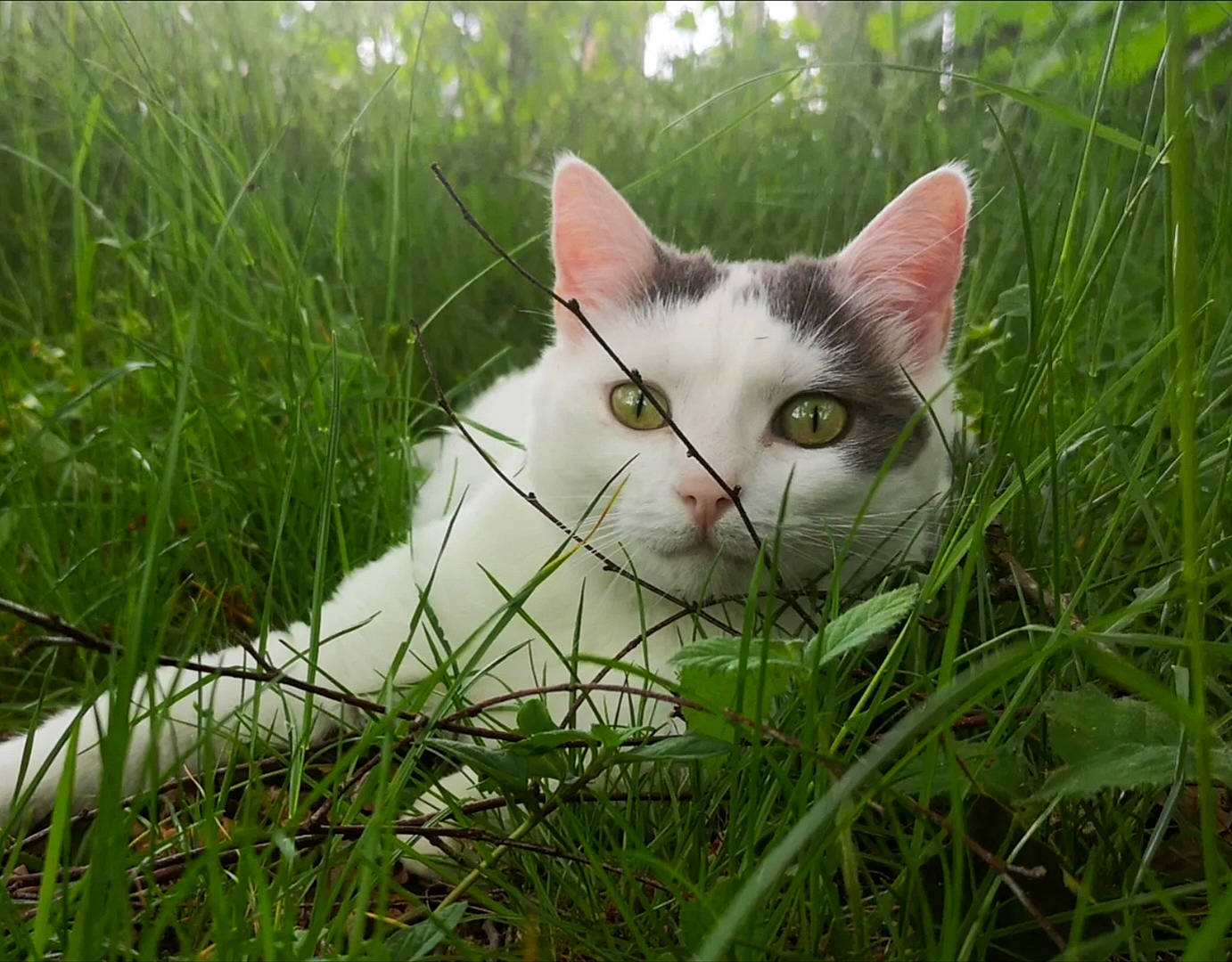 Freyja participe au concours pour gagner de l'argent avec cette photo : carnivore, cat, close_up, domestic_short_haired_cat, fawn, felidae, fur, grass, grassland, groundcover, herbaceous_plant, meadow, pasture, plant, shrub, small_to_medium_sized_cats, tail, terrestrial_animal, tree, whiskers