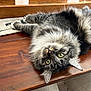 Beans is registered to the contest to win money with this photo: cat, close_up, cozy, curious, domestic_animal, feline, fluffy, fur, green_eyes, indoor, lying_down, paws, pet, relaxed, resting, tabby, table_surface, upside_down, whiskers, wooden_table