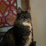 Beans is registered to the contest to win money with this photo: animal, background, blurred, cat, cozy, decor, domestic, ears, eyes, feline, fluffy, fur, indoor, mammal, pet, portrait, sitting, tabby, whiskers, white_chest