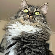 Beans joined the competition — help win amazing prizes! cat, tabby, fluffy_fur, close_up, yellow_eyes, indoor, pet, animal, whiskers, fur_texture, domestic_cat, curious, portrait, mammal, feline, soft_fur, face, ears, nose, indoor_lighting