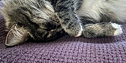 Beans joined the competition — help win amazing prizes! animal, cat, closeup, cozy, cute, domestic_cat, feline, fur, indoors, nap, paw, peaceful, pet, purple_blanket, relaxed, resting, sleeping, soft, tabby, whiskers