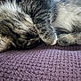 Beans joined the competition — help win amazing prizes! animal, cat, closeup, cozy, cute, domestic_cat, feline, fur, indoors, nap, paw, peaceful, pet, purple_blanket, relaxed, resting, sleeping, soft, tabby, whiskers