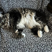 Beans joined the competition — help win amazing prizes! animal, cat, closeup, comfortable, cozy, curious, domestic_cat, feline, fluffy, gray_blanket, green_eyes, indoor, knitted_blanket, lounging, pet, relaxed, resting, soft_texture, tabby_cat, white_paws