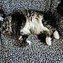 animal, cat, closeup, comfortable, cozy, curious, domestic_cat, feline, fluffy, gray_blanket, green_eyes, indoor, knitted_blanket, lounging, pet, relaxed, resting, soft_texture, tabby_cat, white_paws