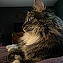 animal, bed, calm, cat, closeup, domestic_animal, ears, feline, fluffy, fur_texture, indoor, paws, pet, profile, purple_bedspread, quiet, relaxed, side_view, soft_fur, whiskers