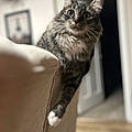 Tabitha B.