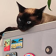 Rio participe au concours pour gagner de l'argent avec cette photo : bag, balinese, box, carnivore, cat, domestic_short_haired_cat, felidae, linens, packaging_and_labeling, paper_product, pet_supply, rectangle, room, serveware, shelf, siamese, small_to_medium_sized_cats, thai, visual_arts, whiskers
