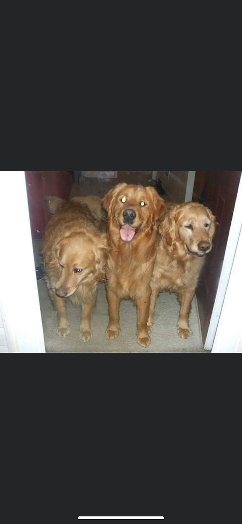 Cubby joined the competition — help win amazing prizes! canidae, carnivore, companion_dog, dog, dog_breed, fawn, fur, golden_retriever, gun_dog, liver, metal, paw, photo_caption, retriever, spaniel, sporting_group, vertebrate, wood, working_animal, working_dog