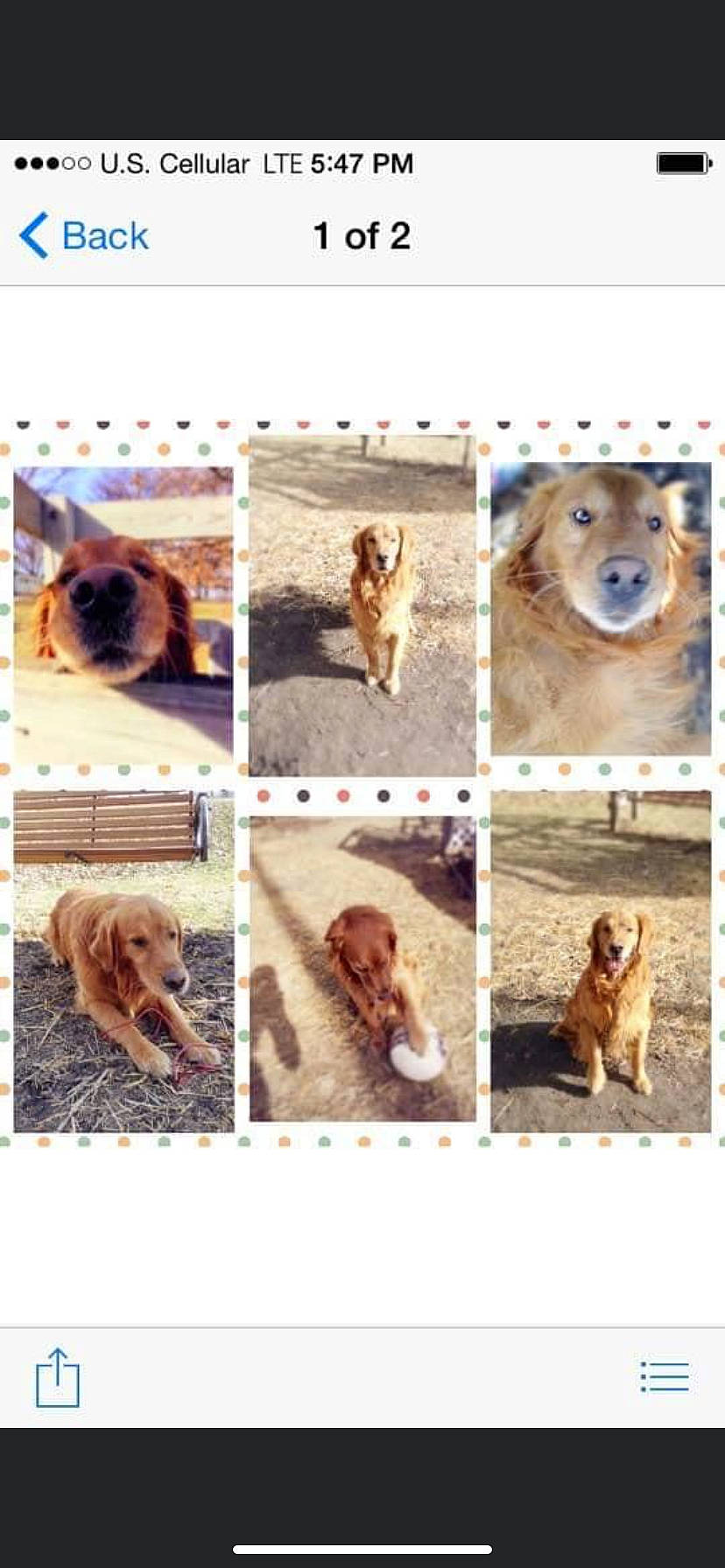 Cubby joined the competition — help win amazing prizes! adaptation, art, brown, carnivore, collage, companion_dog, dog, dog_breed, fawn, gesture, human, liver, organism, photo_caption, screenshot, snout, sporting_group, wildlife, wood, working_animal