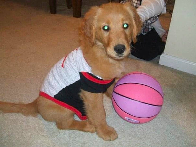 Cubby is registered to the contest to win money with this photo: ball, canidae, carnivore, companion_dog, dog, dog_breed, dog_clothes, dog_supply, dog_toy, fawn, flooring, paw, pet_supply, retriever, snout, sports_equipment, sports_toy, tail, tennis_ball, working_animal