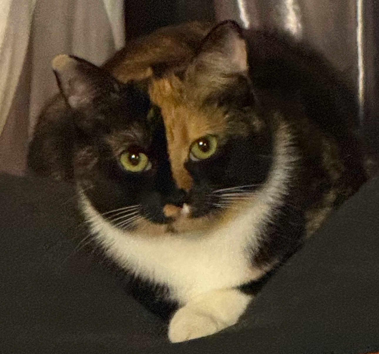 Diva