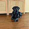 dog, black_labrador, pet, sitting, indoors, wooden_floor, wooden_cabinet, furniture, portrait, front_view, black_fur, shiny_coat, floppy_ears, paws, crossed_paws, collar, home, interior, polished_floor, companion_animal