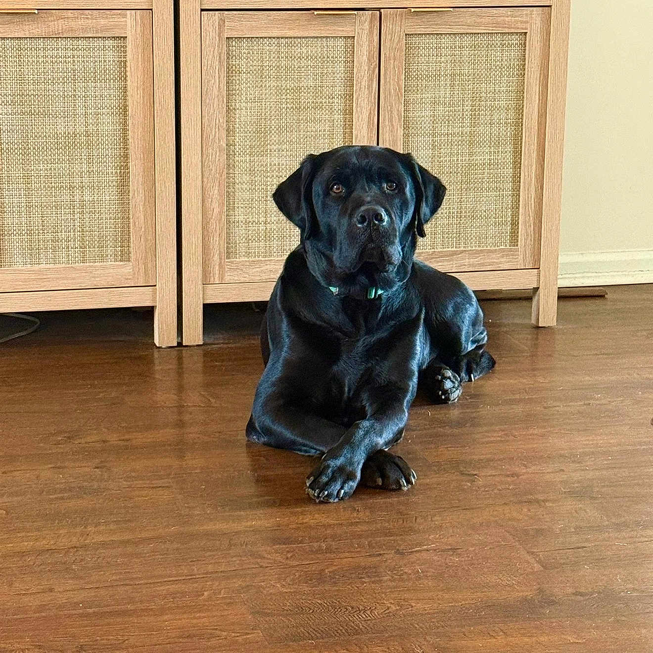 Buckeye is registered to the contest to win money with this photo: dog, black_labrador, pet, sitting, indoors, wooden_floor, wooden_cabinet, furniture, portrait, front_view, black_fur, shiny_coat, floppy_ears, paws, crossed_paws, collar, home, interior, polished_floor, companion_animal