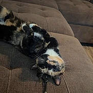 Bandit joined the competition — help win amazing prizes! cat, calico, upside_down, couch, indoor, pet, fur, whiskers, relaxed, tufted, brown, cozy, animal, domestic, cute, laying, feline, home, resting, playful