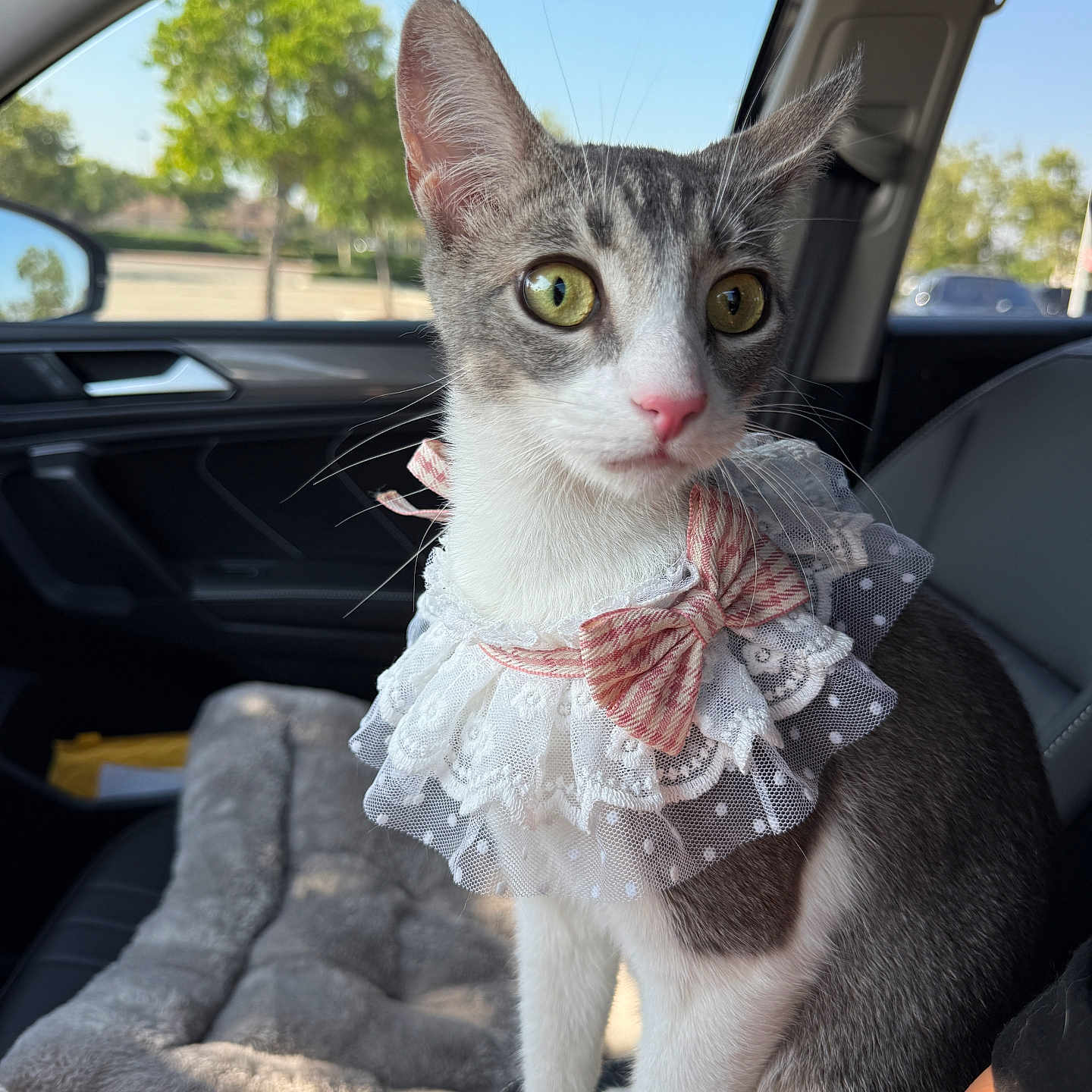 Pingko is registered to the contest to win money with this photo: animal_portrait, bow, car_interior, cat, cushion, daylight, domestic_animal, ears, fur, gray_and_white, lace_collar, pet, pink_nose, seat, sitting, sunlight, trees, vehicle, whiskers, window
