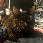 Wednesday joined the competition — help win amazing prizes! animal, background, bedroom, blanket, cat, close_up, cozy, cute, domestic, ears, eyes, feline, fur, indoor, pet, relaxed, resting, soft_light, tortoiseshell, whiskers