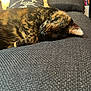 Wednesday joined the competition — help win amazing prizes! animal, cat, closeup, comfortable, couch, cozy, domestic, feline, fur, home, indoor, nap, pet, pillows, relaxation, resting, sleeping, soft_light, texture, tortoiseshell