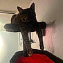 Wednesday joined the competition — help win amazing prizes! animal, black_fur, cat, cat_tree, claws, cozy, dim_lighting, ears, feline, hanging_decoration, home, indoor, paws, pet, red_carpet, relaxed, resting, shadow, tortoiseshell_cat, wall