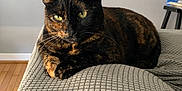 Wednesday joined the competition — help win amazing prizes! animal, cat, couch, cozy, eyes, feline, fur, gray_couch, home, indoor, living_room, pet, plant, potted_plant, relaxed, resting, texture, tortoiseshell, whiskers, wooden_floor