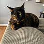 animal, cat, couch, cozy, eyes, feline, fur, gray_couch, home, indoor, living_room, pet, plant, potted_plant, relaxed, resting, texture, tortoiseshell, whiskers, wooden_floor