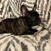 Grizzly Bearhug is registered to the contest to win money with this photo: dog, french_bulldog, puppy, brindle, pet, animal, ears, fur, blanket, zebra_pattern, cozy, lying_down, indoor, cute, small_dog, resting, side_view, domestic_animal, companion, soft_texture