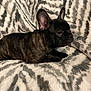 dog, french_bulldog, puppy, brindle, pet, animal, ears, fur, blanket, zebra_pattern, cozy, lying_down, indoor, cute, small_dog, resting, side_view, domestic_animal, companion, soft_texture