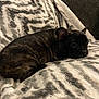 Grizzly Bearhug is registered to the contest to win money with this photo: dog, puppy, french_bulldog, brindle, blanket, zebra_pattern, couch, indoor, pet, resting, cozy, fur, animal, cute, snug, home, relaxing, sleepy, companion, domestic