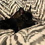 Grizzly Bearhug is registered to the contest to win money with this photo: puppy, dog, animal, pet, sleeping, cozy, blanket, zebra_pattern, furry, snuggling, cute, indoor, soft, fur, ears, resting, young, companion, cute_pet, domestic