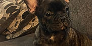 Grizzly Bearhug joined the competition — help win amazing prizes! french_bulldog, puppy, dog, pet, couch, indoor, animal, cute, brown, fur, ears, small, sitting, looking_away, cozy, home, cushions, domestic, companion, adorable