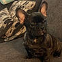 french_bulldog, puppy, dog, pet, couch, indoor, animal, cute, brown, fur, ears, small, sitting, looking_away, cozy, home, cushions, domestic, companion, adorable