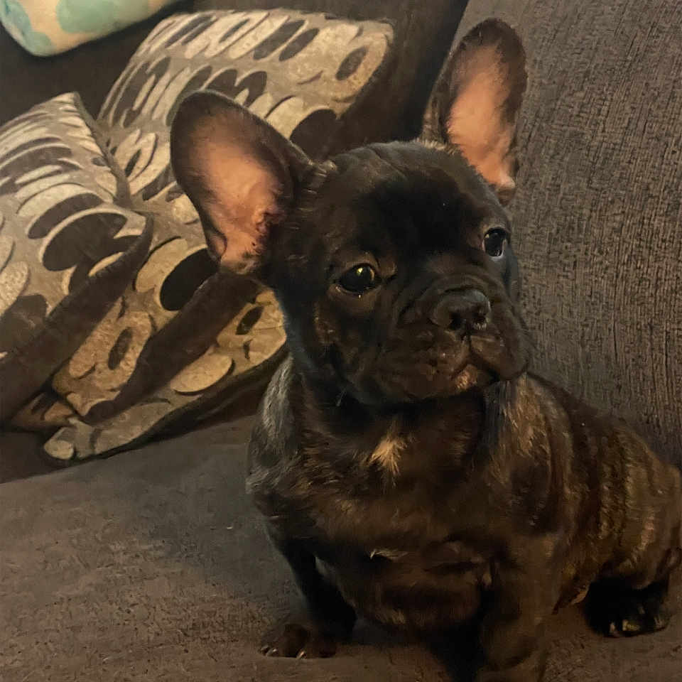 Grizzly Bearhug joined the competition — help win amazing prizes! adorable, animal, brown, companion, couch, cozy, cushions, cute, dog, domestic, ears, french_bulldog, fur, home, indoor, looking_away, pet, puppy, sitting, small