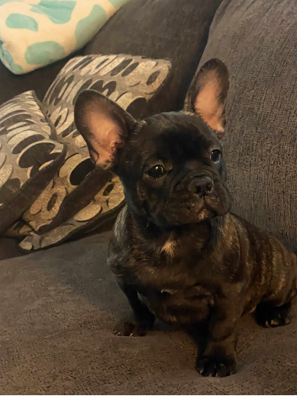 Grizzly Bearhug joined the competition — help win amazing prizes! french_bulldog, puppy, dog, pet, couch, indoor, animal, cute, brown, fur, ears, small, sitting, looking_away, cozy, home, cushions, domestic, companion, adorable