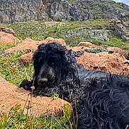 Pipo a rejoint le concours — aidez-le/la à gagner de superbes lots ! black_dog, blue_sky, canine, curly_fur, daytime, dog, fur, grass, landscape, lying_down, mountain, nature, outdoor, pet, relaxed, resting, rocks, scenery, sunlight, wild_plants