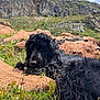 black_dog, blue_sky, canine, curly_fur, daytime, dog, fur, grass, landscape, lying_down, mountain, nature, outdoor, pet, relaxed, resting, rocks, scenery, sunlight, wild_plants