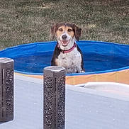 Choupette a rejoint le concours — aidez-le/la à gagner de superbes lots ! dog, pool, water, outdoor, grass, table, lantern, pet, animal, summer, happy, collar, sunlight, daytime, backyard, smiling, canine, recreation, relaxation, fence