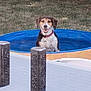 dog, pool, water, outdoor, grass, table, lantern, pet, animal, summer, happy, collar, sunlight, daytime, backyard, smiling, canine, recreation, relaxation, fence