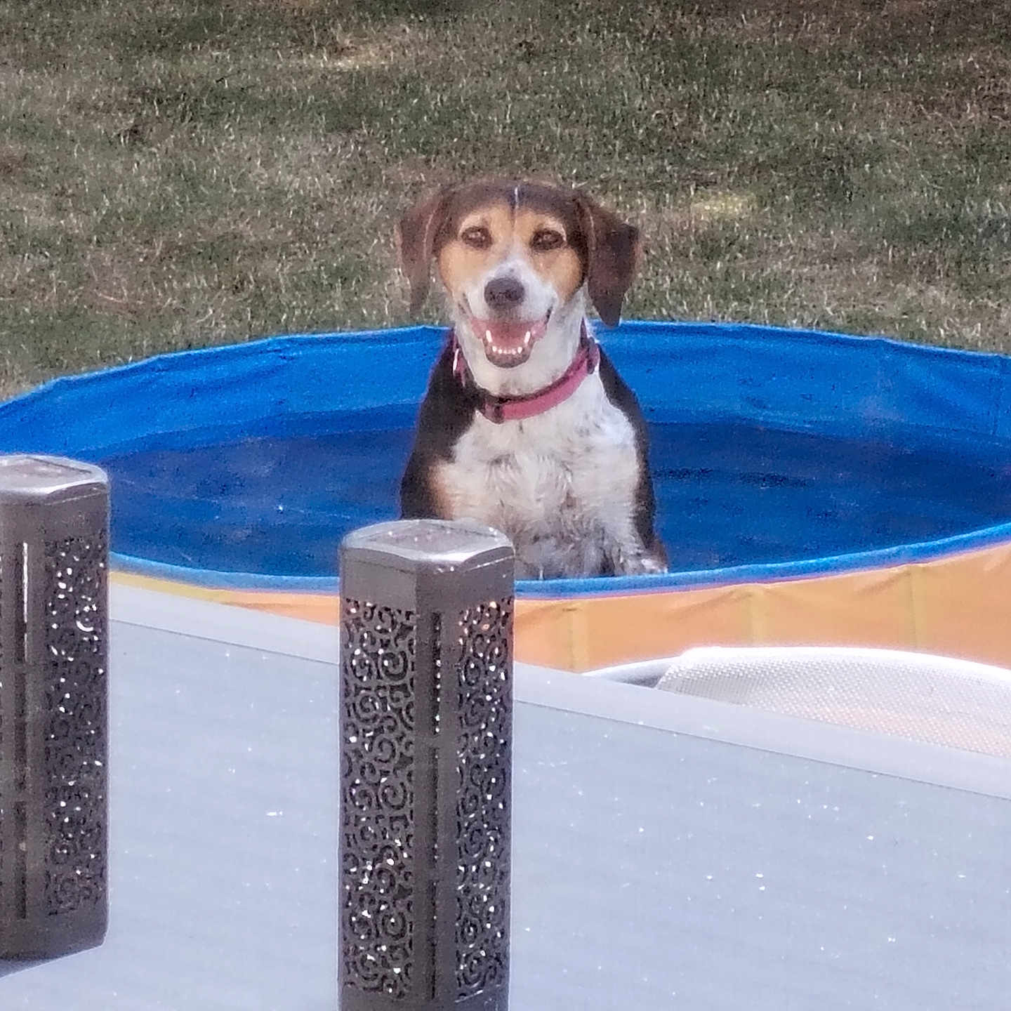Choupette a rejoint le concours — aidez-le/la à gagner de superbes lots ! animal, backyard, canine, collar, daytime, dog, fence, grass, happy, lantern, outdoor, pet, pool, recreation, relaxation, smiling, summer, sunlight, table, water