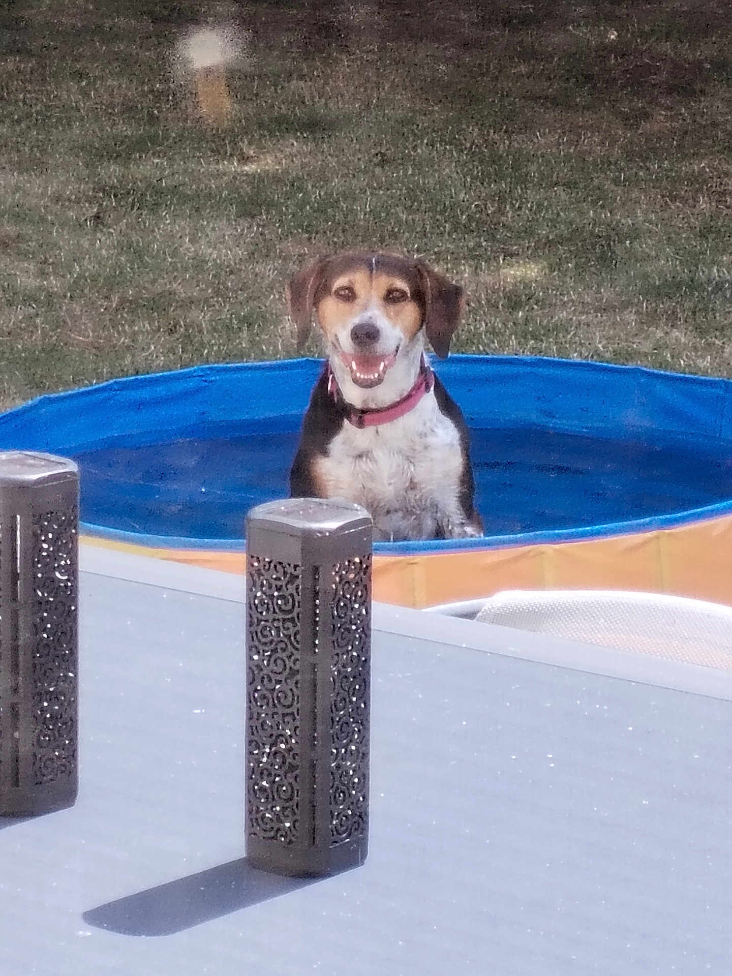 Choupette a rejoint le concours — aidez-le/la à gagner de superbes lots ! dog, pool, water, outdoor, grass, table, lantern, pet, animal, summer, happy, collar, sunlight, daytime, backyard, smiling, canine, recreation, relaxation, fence